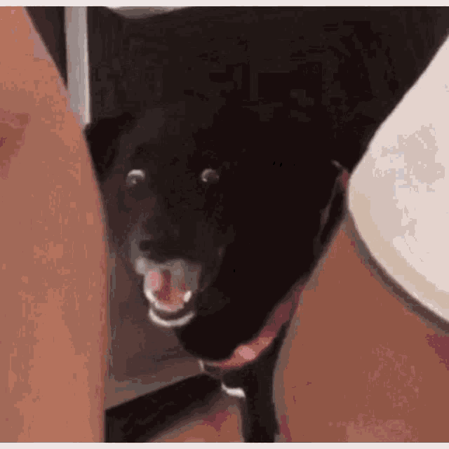 A dog looking nervous